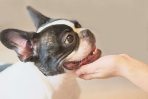 人もペットも快適な家づくりとは？癒しだけじゃない豊かな愛犬との生活